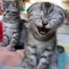 Laughing Cat