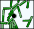 Blosics