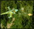 Helic